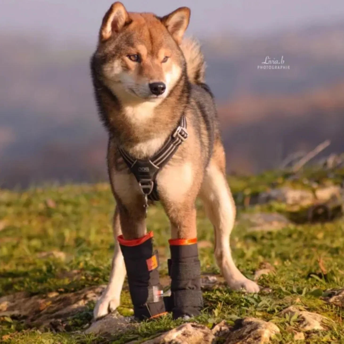 allpha-thermo-gutres-chiens-c-OUAFszwE-3.webp Outlet Allpha THERMO+ Guêtres Chiens & Chats