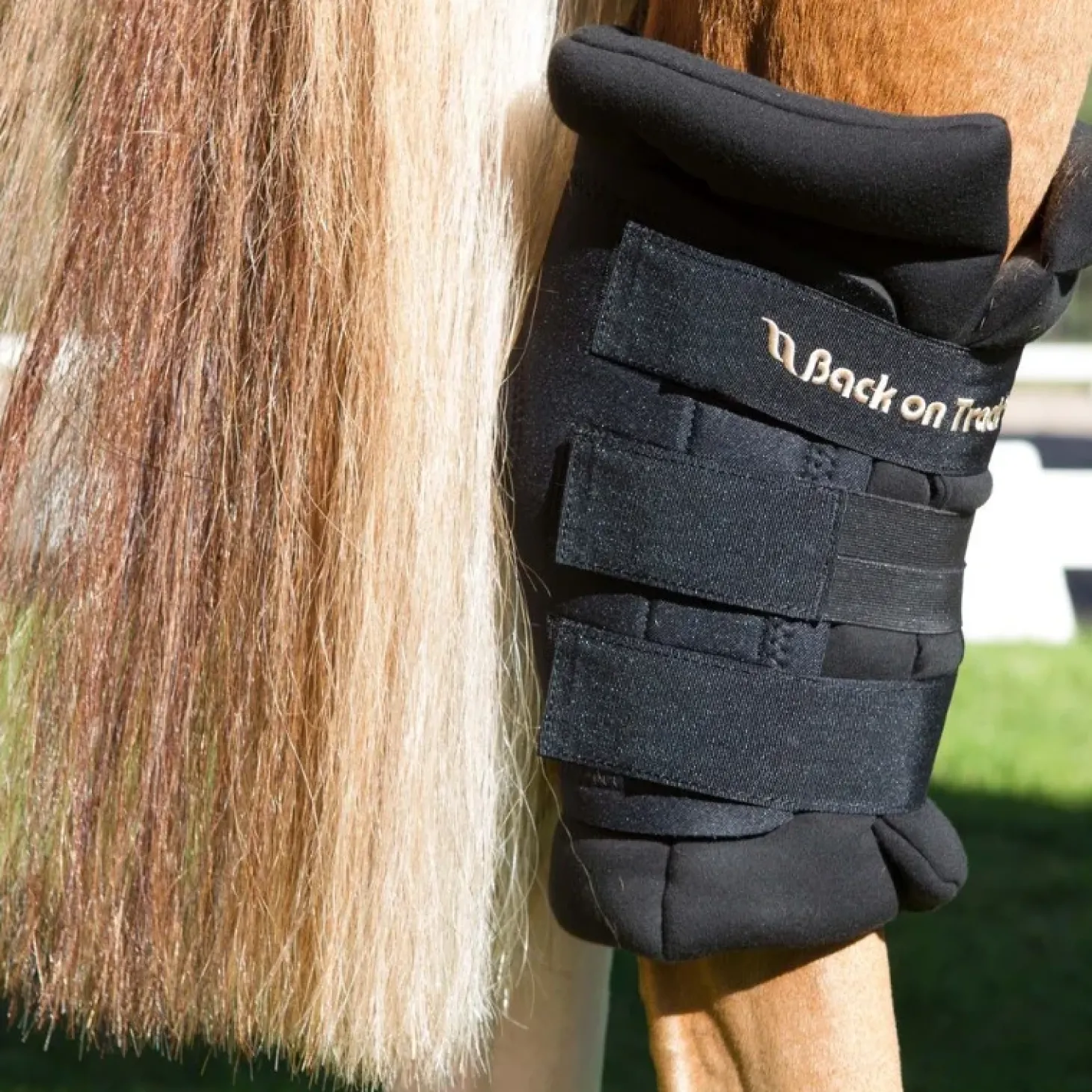 back-on-track-protege-jarret-c-VxjQAFRk-3.webp New Back On Track Protege Jarret Cheval Royal