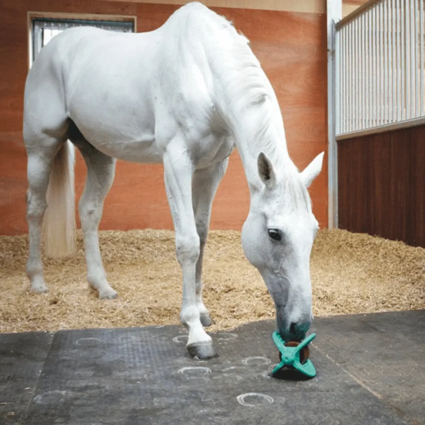 bizzy-horse-support-bizzy-ball-EhvQMwNu-3.webp Clearance Bizzy Horse Support Bizzy Ball