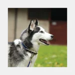 Sale Horseware Collier Chien Amigo Dog Collar