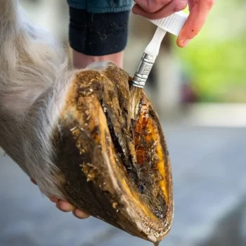 Hot Cura Naturale Huile Sabots Sensibles