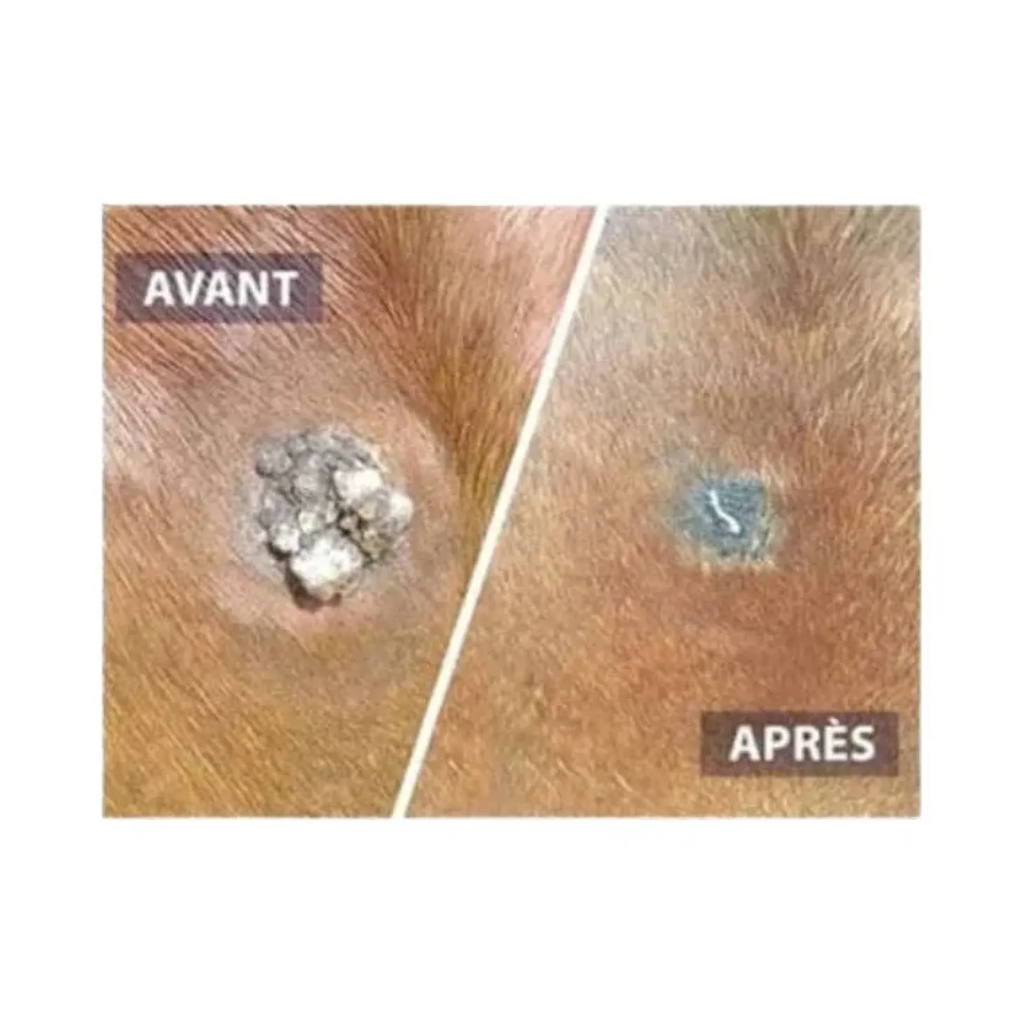 drj-developpement-serkyl-OGxrvEis-1.webp New DRJ Developpement Serkyl