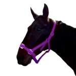 Fashion Gamme Du Marechal Gamme Du Maréchal Licol En Biothane - Violet