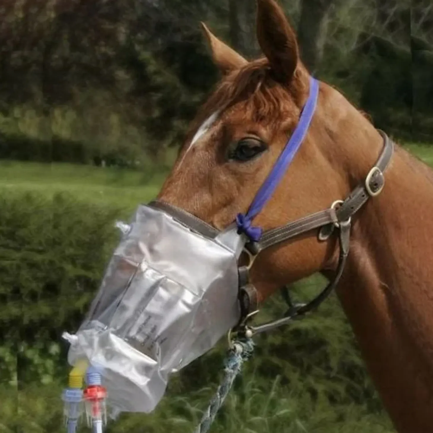 greenpex-top-mask-nbulisateur-gLGpWmaR-0.webp Discount Greenpex Top-Mask Nébulisateur Horseneb