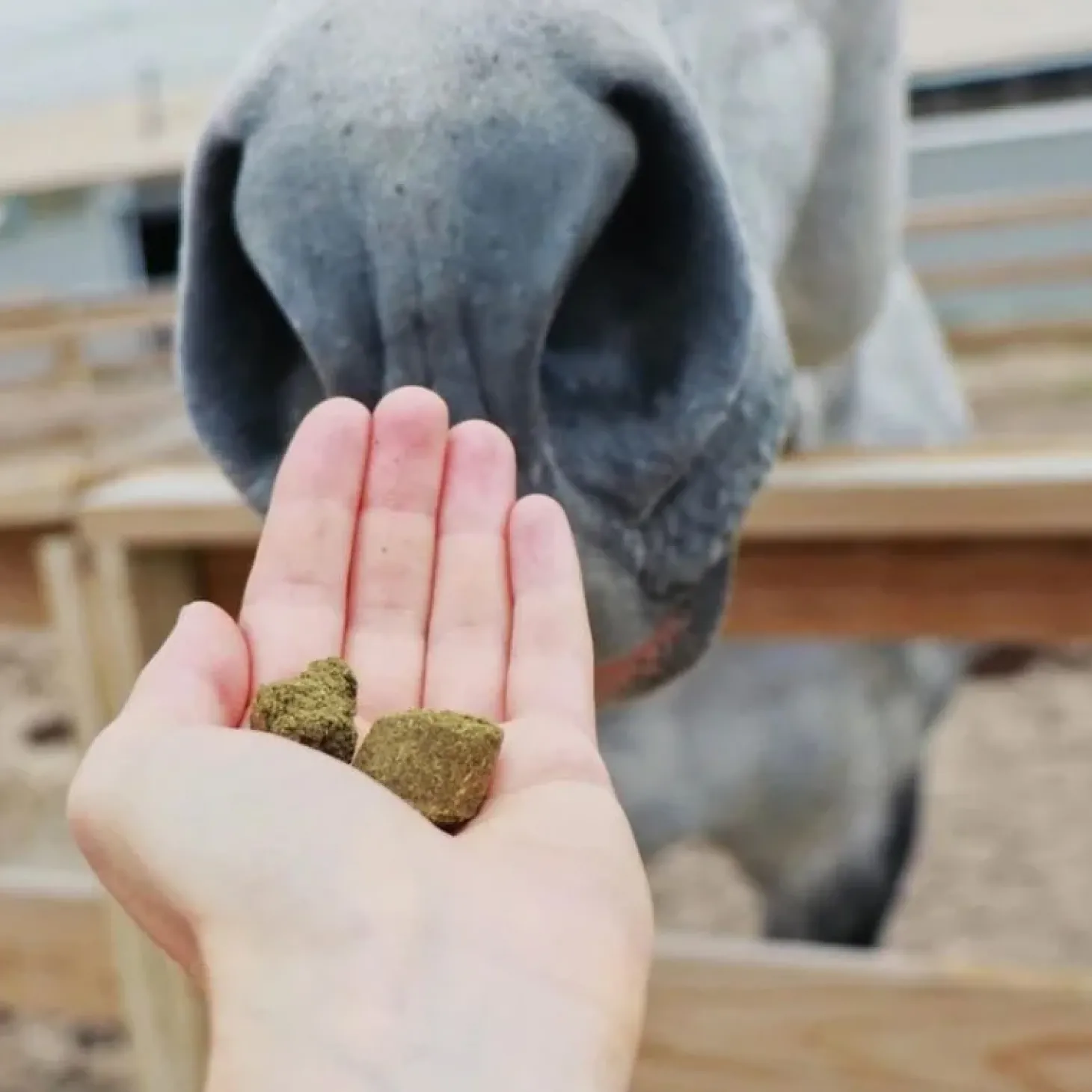 hilton-herbs-herballs-n3-framb-rZArBJqZ-1.webp Outlet Hilton Herbs Herballs N°3 Framboisier & Guimauve Friandises Cheval