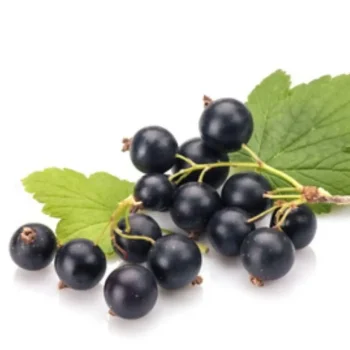 Fashion Horse Remedy Macérat De Cassis