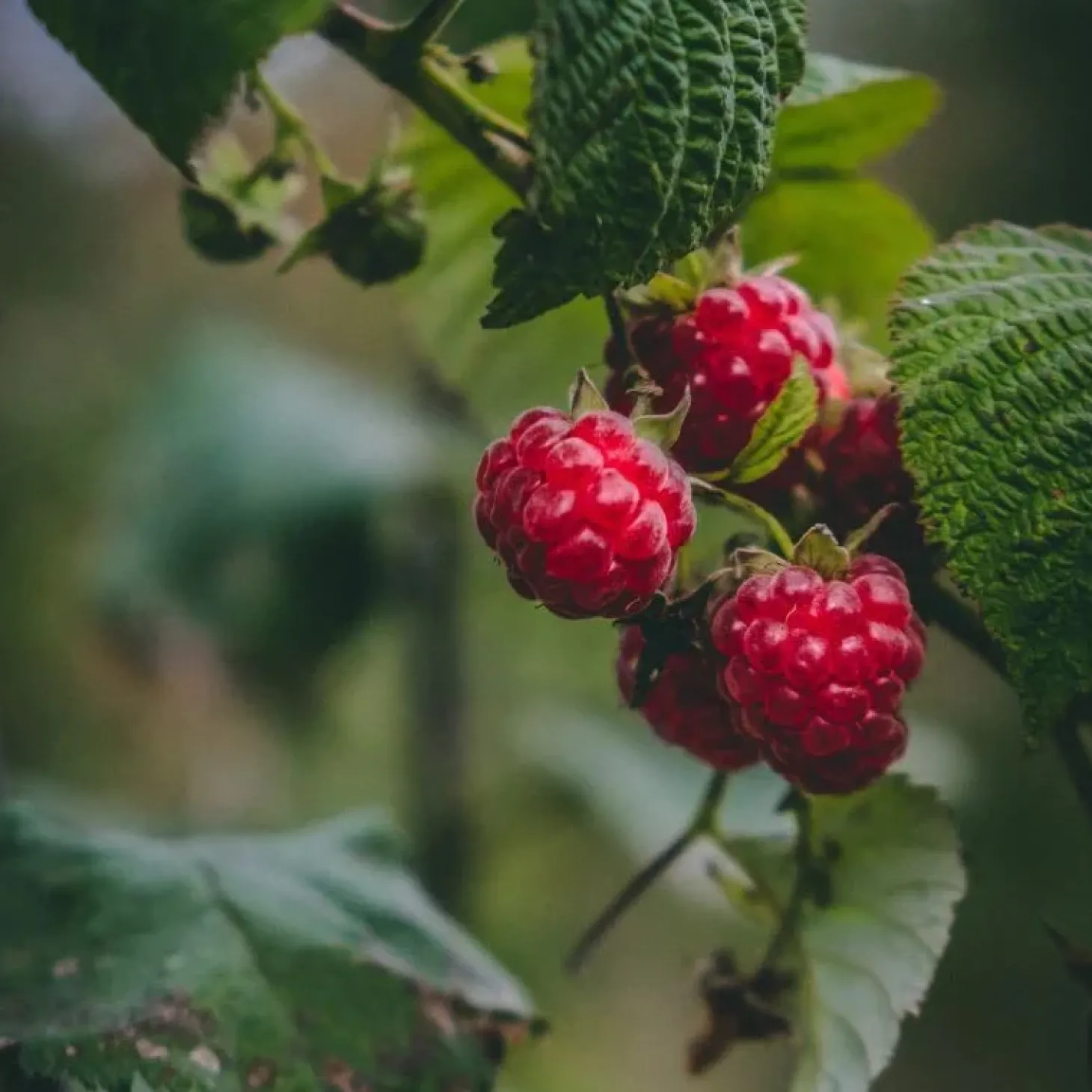 horse-remedy-macrat-de-framboi-OZMFhLxD-1.webp New Horse Remedy Macérat De Framboisier