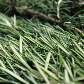 Outlet Horse Remedy Macérat De Romarin