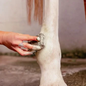 Outlet Karitale Shampoing Traitant Cutané