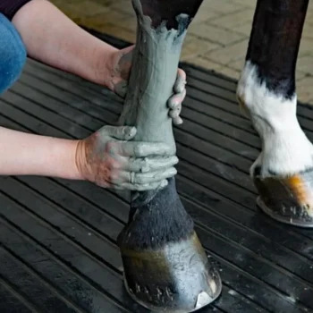 Hot Kevin Bacon's Horse Care Kevin Bacon's Argile Marine De Manicouagan